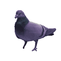 dancing pigeon